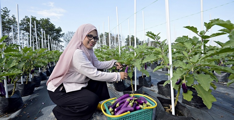Eggplant Planting_Fertigation Technology