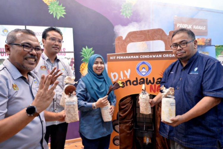 Pineapple Mushroom Medium UMP research output launched