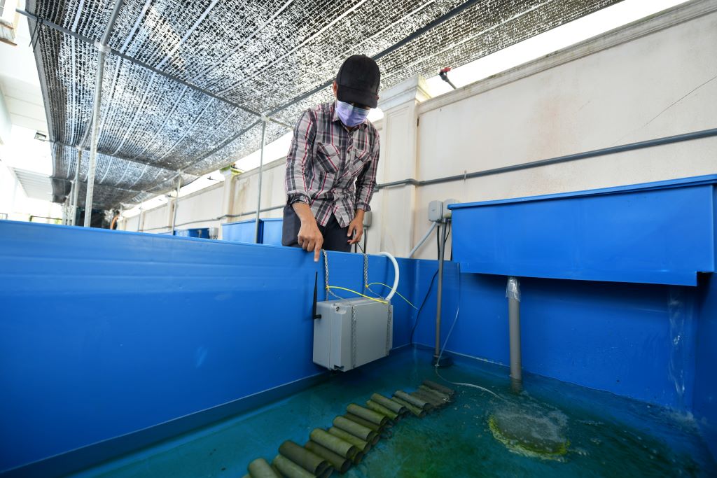 Sistem SMART Aqua pantau kualiti air hasilkan udang karang berkualiti