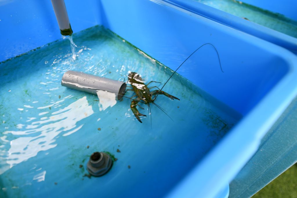 SMART Aqua system monitors water quality to produce quality crayfish