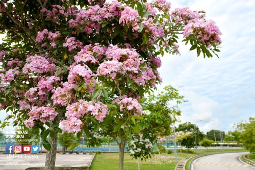 Keindahan bunga Sakura warnai UMP