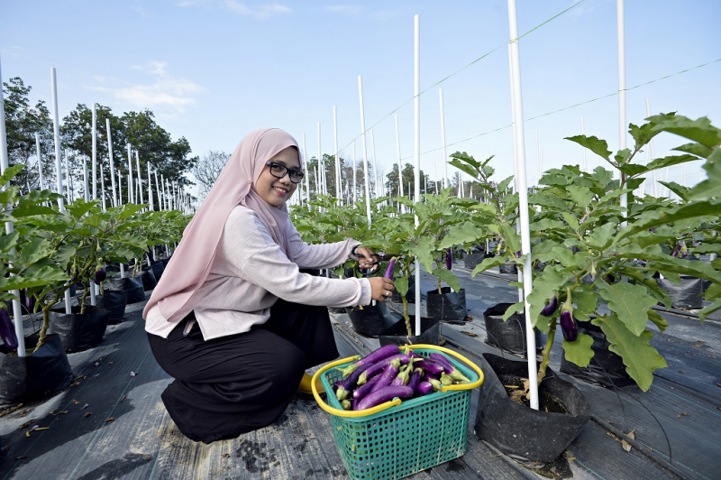 Eggplant planting using fertigation technology in UMP campus